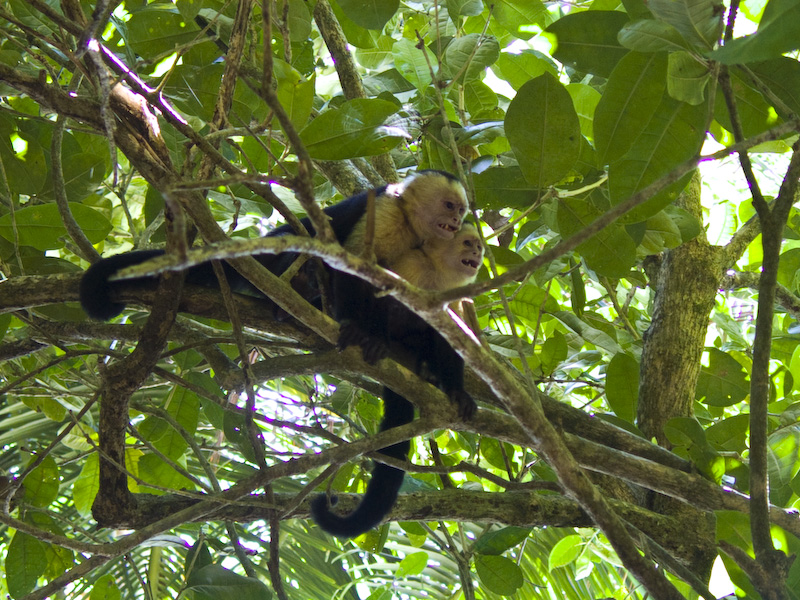 White-Faced Capuchins In Tree